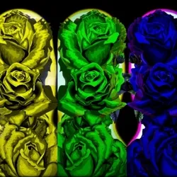 ROSES FOR ALL