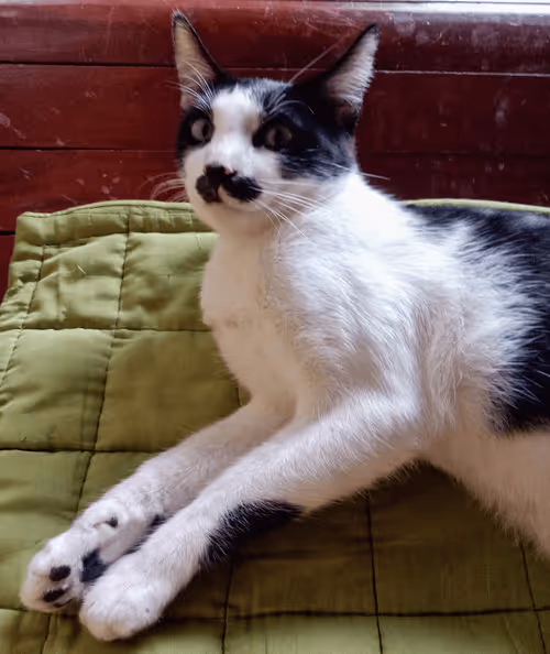 Item #89331665747570926078978904565151837822788080939742704876963867120497640603649 Media