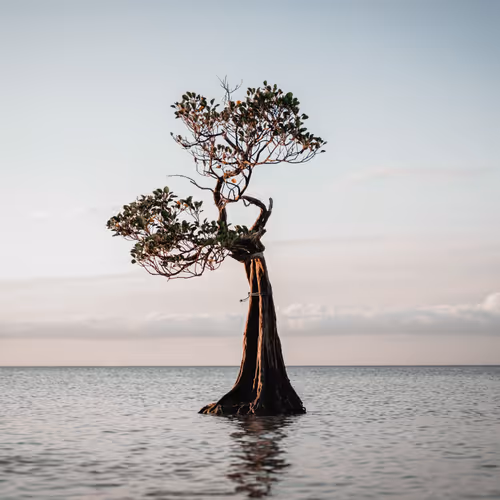 HopeAlways