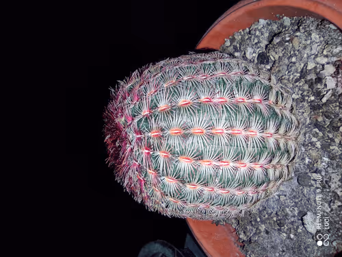 Item #3902770654397451055679675959158642588434254575108707249038517997212312535050 Media