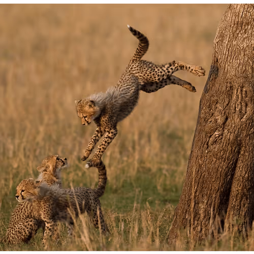 Item #55949583178622315005758439064196696640701340788877578592352202290441624748033 Media