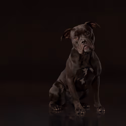 Item #39267609400351157350082818508963900481325606176986545385386430962964788936705 Media