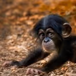 Item #45594647201663347778086533366212020564774309010196825968467676424011023122433 Media