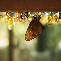 butterfly#6