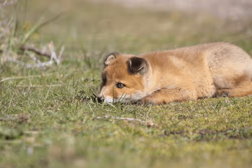 Item #13941605867614837690918824446887130433588477775612288025294768848218225639425 Media