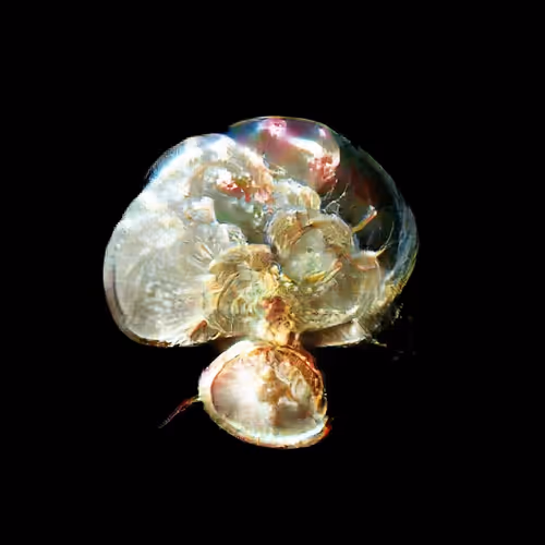 Item #4750064852715738149564930854294668621974194112560083604087540760031336071169 Media