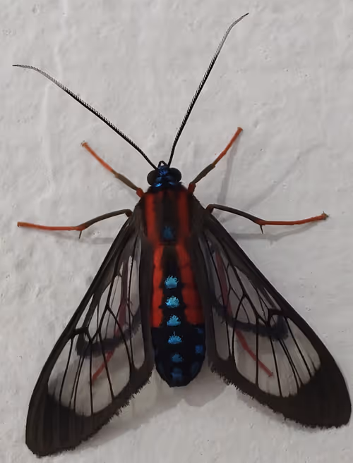 Item #39083204805328424226701303183852423297820358451573401344036649745272836980737 Media