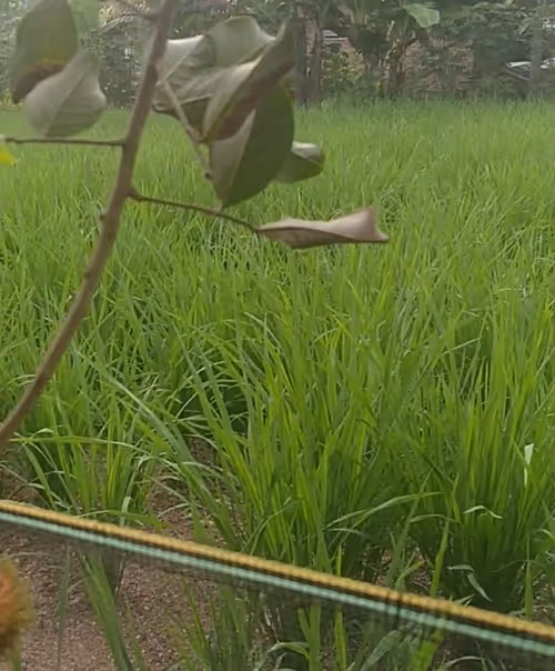 Item #33221436126685937214107554241783471936180518907109659540291722158507596709889 Media