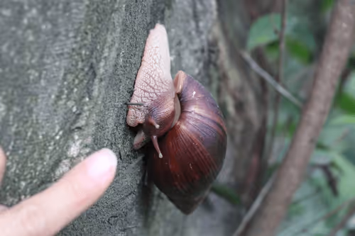 Item #112555477838739612412934407956181362613270700821392007423589074373144546902017 Media