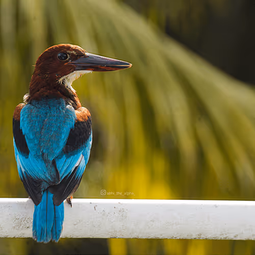 Item #82703379263998068846486745750328891097903441878353275180634357252362715791361 Media