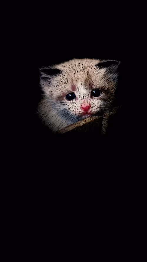 Item #20286817641922993541065929101952433978531825078991625494647867619586147876865 Media