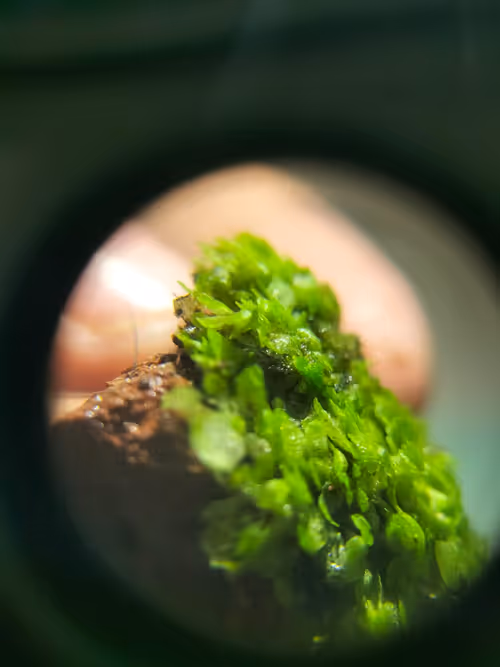 Item #12499860690887257293727532681291822536045842218714555575181684164865533411329 Media