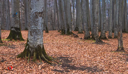 Item #2468119463308914702005443652102614178506533567319377457804556994375361495041 Media