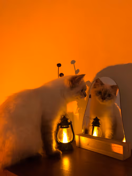 Item #113108123893781287193638742201143473737808108693062803138143660134154278797313 Media