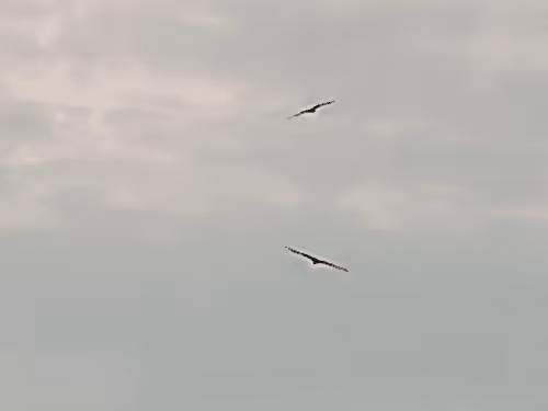 Item #31682110117807978072503887627813773985340927309802680764492894160781045661697 Media