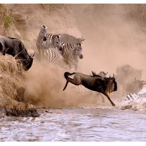 Item #55949583178622315005758439064196696640701340788877578592352202289342113120257 Media