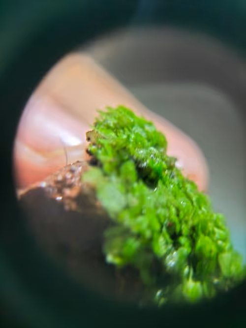 Item #12499860690887257293727532681291822536045842218714555575181684162666510155777 Media