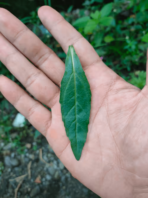 Item #31081804352330578596568685091517160537930858517835942894700270001007848587265 Media