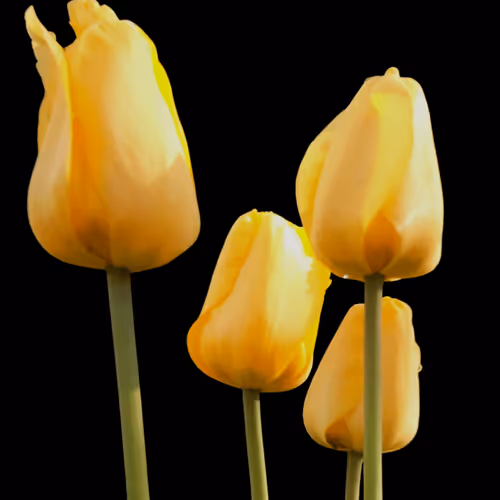 Item #43190579806433981010774040212734353374582811192863113586455236146294421454849 Media