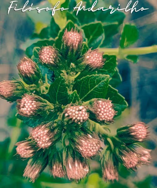 Item #42165497215799268651933513800091680414625417379712449060150831248418703147009 Media