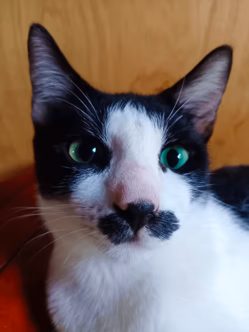 Item #89331665747570926078978904565151837822788080939742704876963867105104477814785 Media