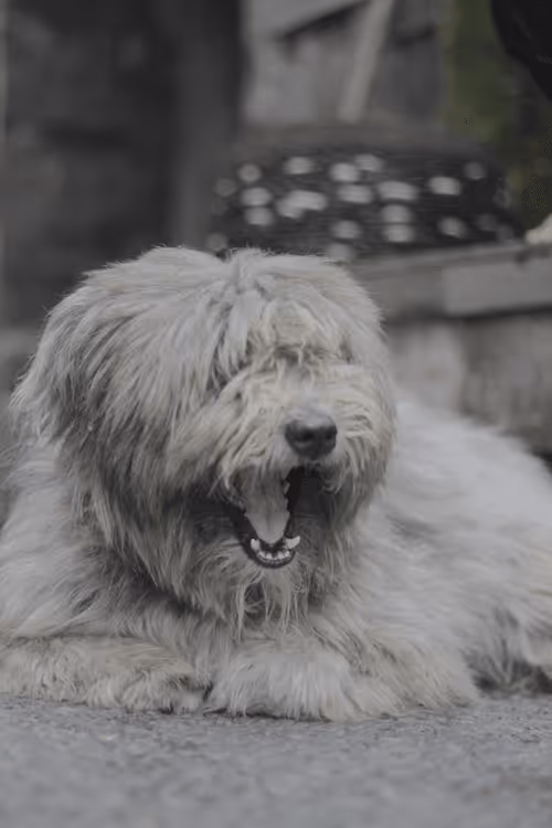 Item #67017016678430859338270992568456767398714856939663576781244227211245056425985 Media