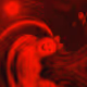 77010436266755881512606474050711362891812464584687759220817725398254654324737