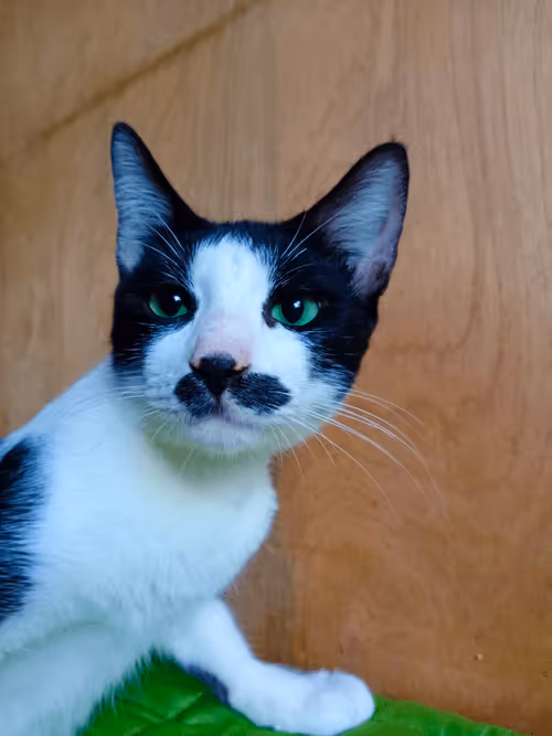 Item #89331665747570926078978904565151837822788080939742704876963867106203989442561 Media