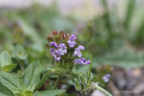 Item #42460190641030983846177695305308234121494395737519988694849075172529330454536 Media