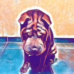 the sad pei