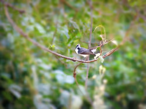 Item #73038095633252803399903762573392179492795608367001791011132003592250526269441 Media