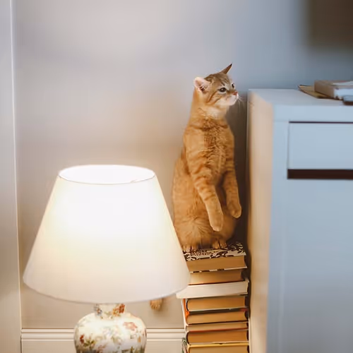 Catspy