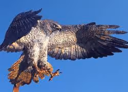 White Eagle flies close to its prey with open claws