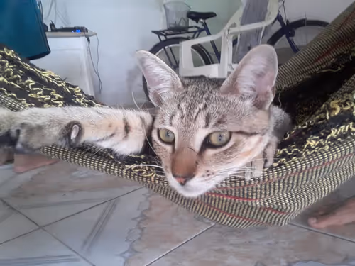 Item #4206968959528382267850550168117913088191590325513865346546053390141178773505 Media