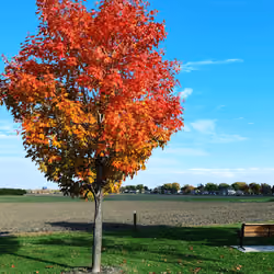Lone Tree