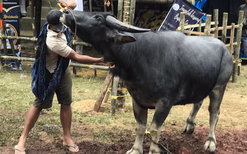 Item #38877693764523426570761701287930301340206562641866657206928720116648652046337 Media