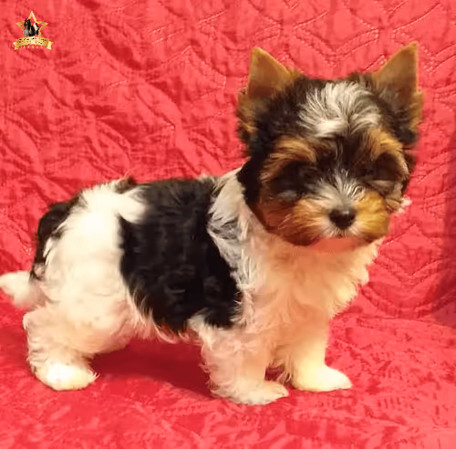 Item #38667131167011634385541907782208186835961873608250228940362662749634125889537 Media