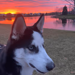 Siberian Husky sunset