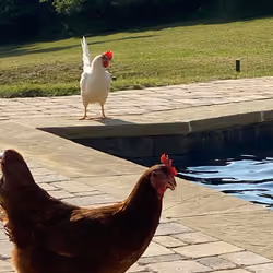 Country Living Pool Chickens