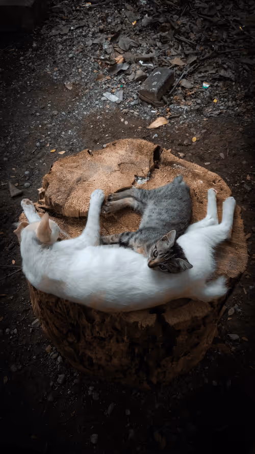 Item #36758969223495404699269639953612923914157556199761457656619876320310590439425 Media