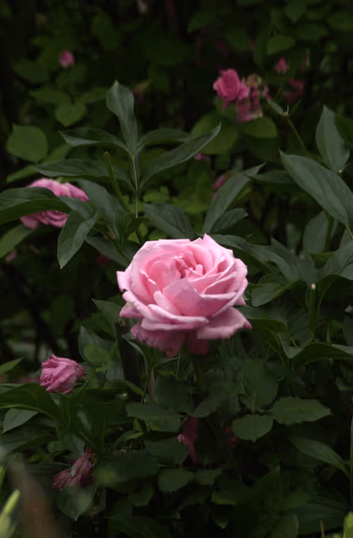 Item #56943947837122673731930897750220814689639948529564795848618456941863142162433 Media