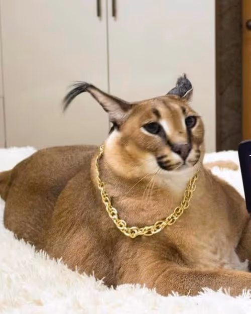 Item #85650510750019941535739105473061646298981630802236390331089999048985389563909 Media