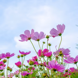 Hope Flower #013