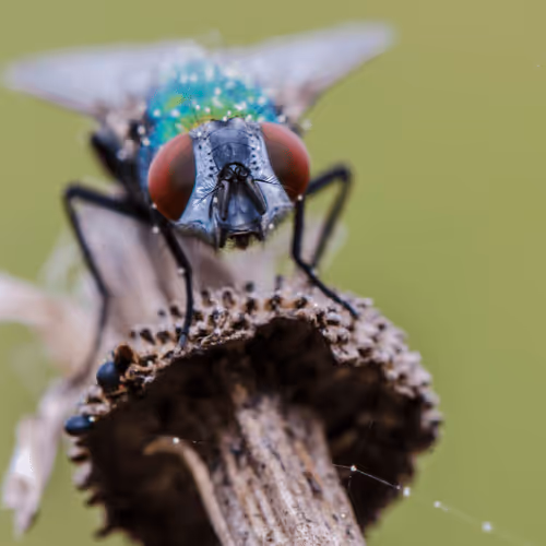 Item #85482677209635580740523827451099252136629396536545148940270710379821246971914 Media