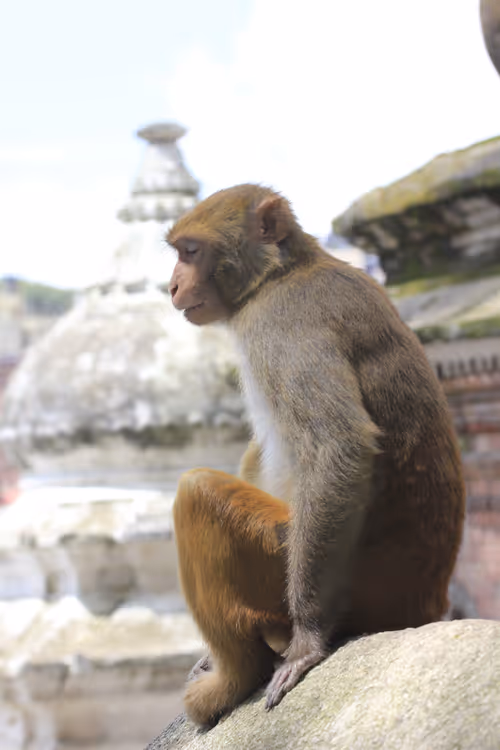 Item #97836812780509992357294122523585033403069799533494245490683884911440504553473 Media