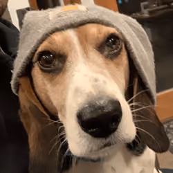beagel bagel beanie