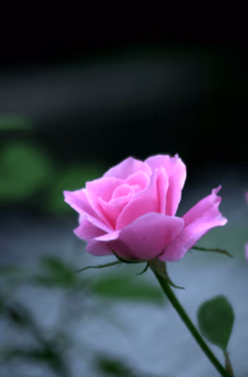 Item #56943947837122673731930897750220814689639948529564795848618456930868025884673 Media