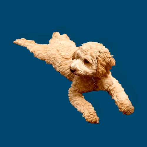 Item #71188718157521890056217826245416464690012970148001039644603136674308598792202 Media