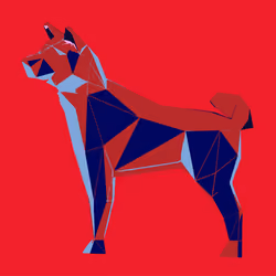 Shiba #8