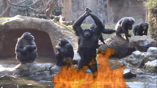 ManOwaR Monkey